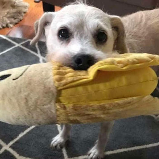 A 20-year-old dog still loves cuddling with her stuffed banana