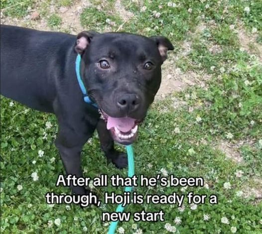 Lonely Dog in Vacant Apartment Needs Loving Home