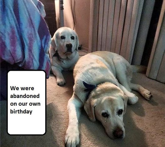 On our birthday, we were left alone