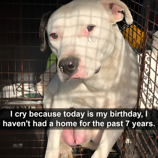 I weep because it’s my birthday today, and I haven’t had a home for the last seven years.