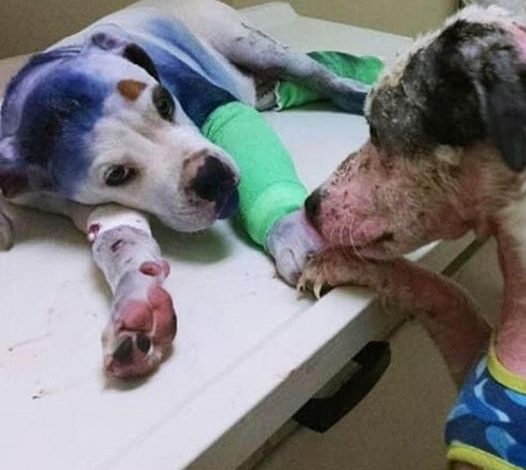 Rescue dog consoles injured companion who’s faced hardships like him