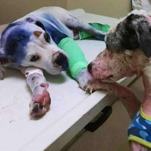 Rescue dog consoles injured companion who’s faced hardships like him