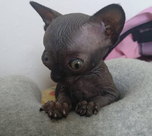 This Sphyx Kitten Was Considered Scary And Unworthy By Many Until A Special Woman Came Along