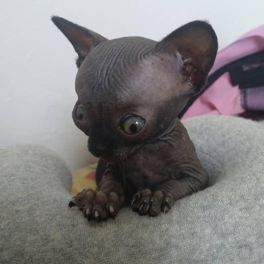 This Sphyx Kitten Was Considered Scary And Unworthy By Many Until A Special Woman Came Along