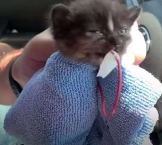 Couple’s Date Night Takes a Heartwarming Turn as They Rescue a Tiny Kitten