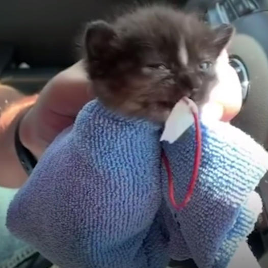 Couple’s Date Night Takes a Heartwarming Turn as They Rescue a Tiny Kitten