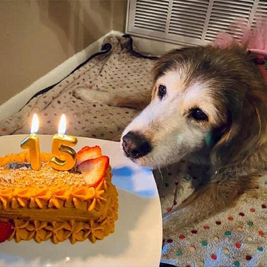 Happy birthday to her! A tear rolled down the dog’s cheek as he finally got a birthday cake after 15 years.