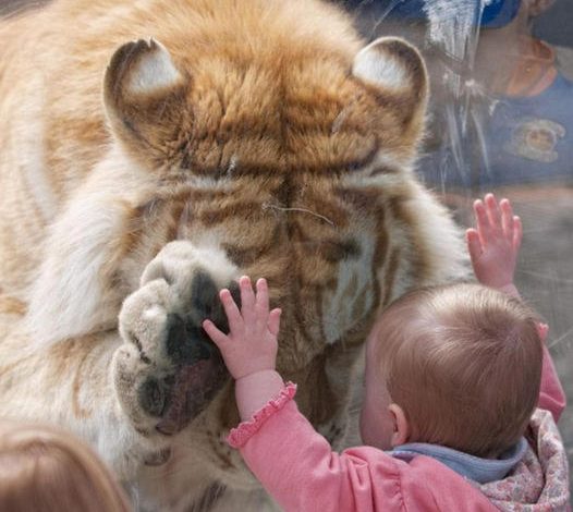 Gentle giant! The moment captivated millions globally when a 370-pound tiger bowed and placed its paw on a toddler girl’s hand in Washington.