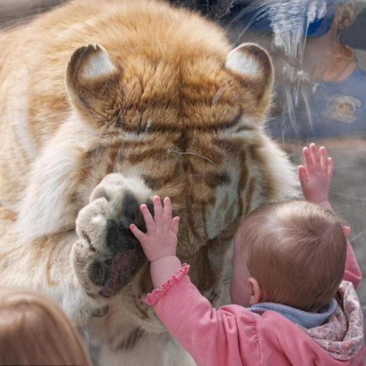 Gentle giant! The moment captivated millions globally when a 370-pound tiger bowed and placed its paw on a toddler girl’s hand in Washington.