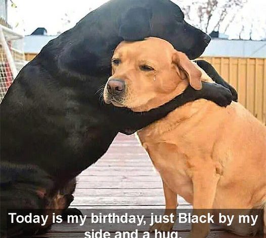 Lonely birthday, just Black beside me and a hug