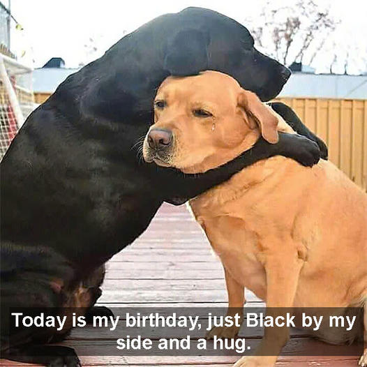 Lonely birthday, just Black beside me and a hug