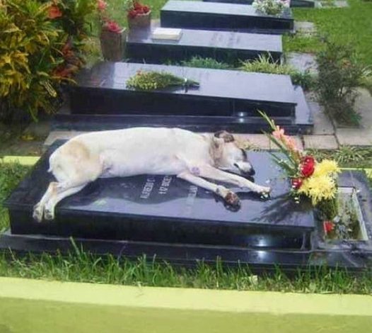 A Heartbreaking Farewell: The Loyal Dog Who Stayed by His Owner’s Grave, Grieving His Loss Each Day.