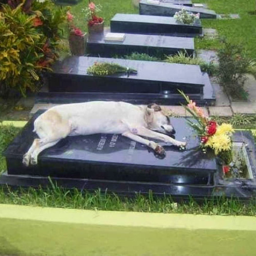 A Heartbreaking Farewell: The Loyal Dog Who Stayed by His Owner’s Grave, Grieving His Loss Each Day.