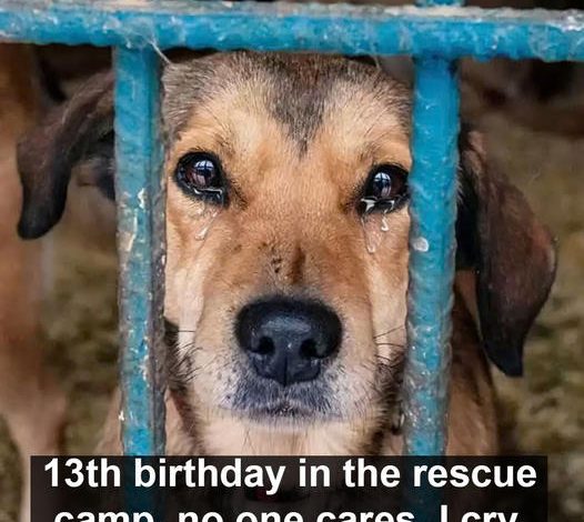 The tale of Jeck the dog, his 13th birthday at the rescue camp, where no one cared. He cried, his sorrowful face gazed through the cage door with delicate hope