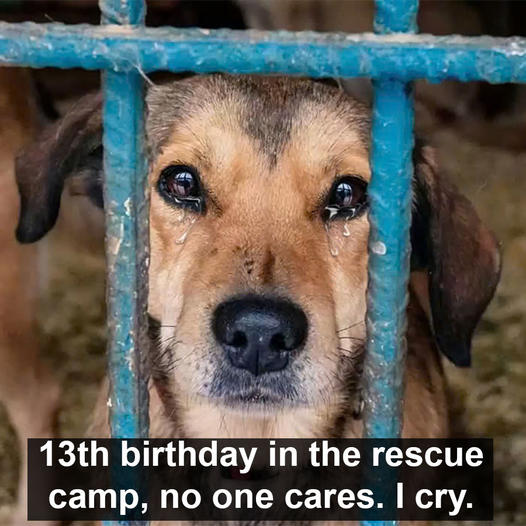 The tale of Jeck the dog, his 13th birthday at the rescue camp, where no one cared. He cried, his sorrowful face gazed through the cage door with delicate hope