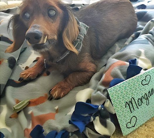 Senior rescue dog completes everything on his bucket list