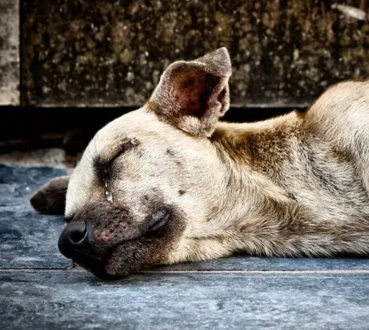 The heartbreaking image of a dog weeping beside its deceased owner brought millions of people to tears.