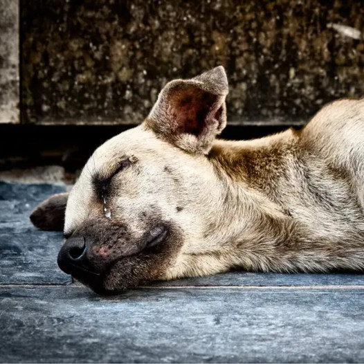 The heartbreaking image of a dog weeping beside its deceased owner brought millions of people to tears.