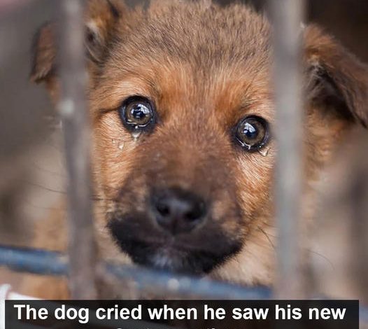 The dog wept upon seeing his new foster mother. Four years in the rescue center, and no one adopted him.