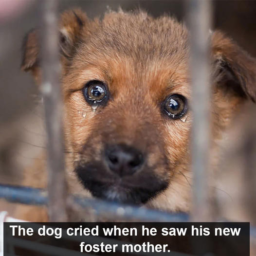 The dog wept upon seeing his new foster mother. Four years in the rescue center, and no one adopted him.