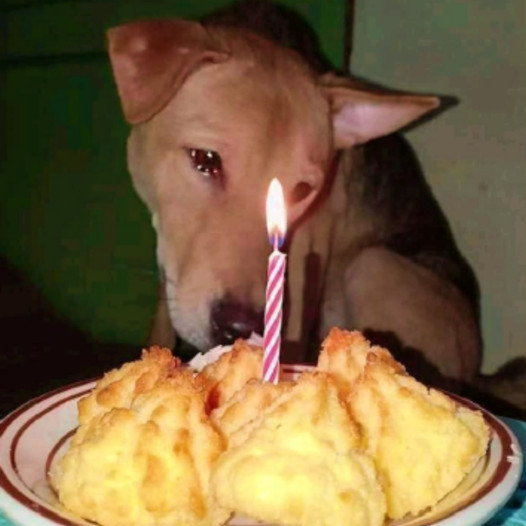 Heartwarming Tale of a Dog Discovering Joy and Tears of Happiness on Their First Birthday-pvth