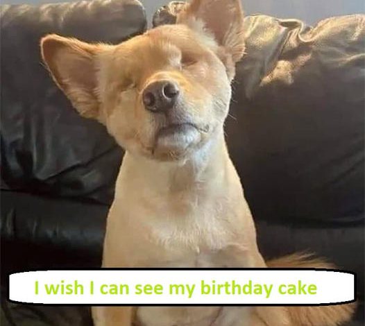 I am a blind dog, and I wish I could see my birthday cake