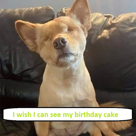 I am a blind dog, and I wish I could see my birthday cake