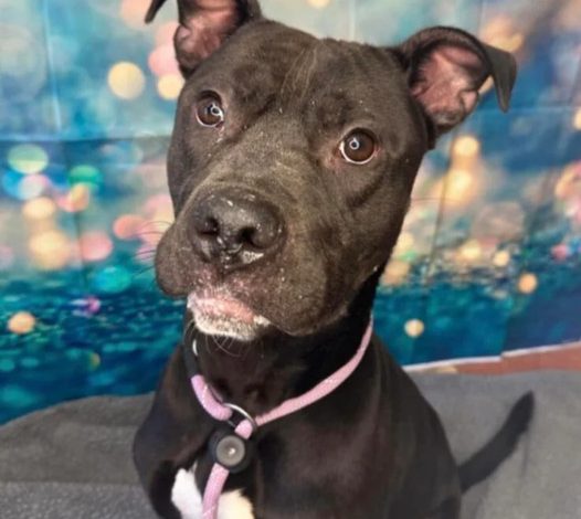 Heartbreaking to see this sweet dog watching from his kennel, seeing other dogs being taken home while he stays behind.