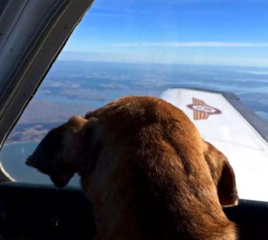 Pilot flies shelter dog 400 miles to spend final days with loving family