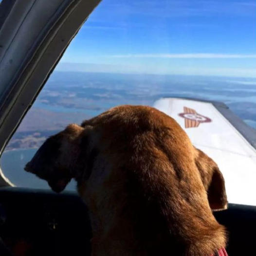 Pilot flies shelter dog 400 miles to spend final days with loving family