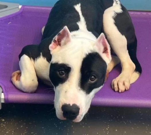 A rescued dog’s touching response when he reunites with his family after a long separation.