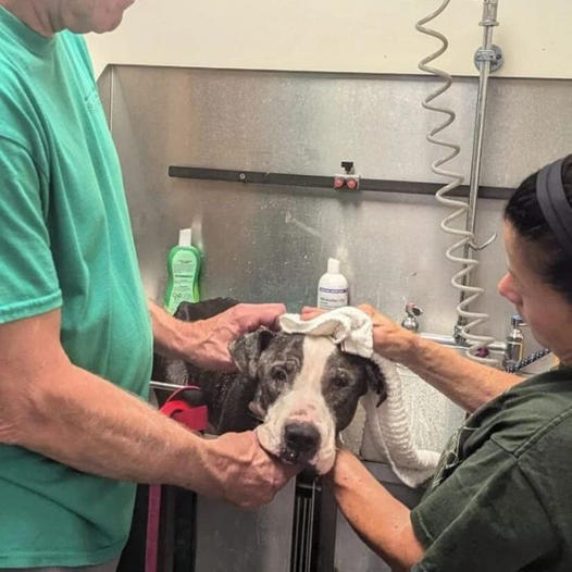 Elderly dog discovered tied to picnic table with a note: ‘He was a good boy