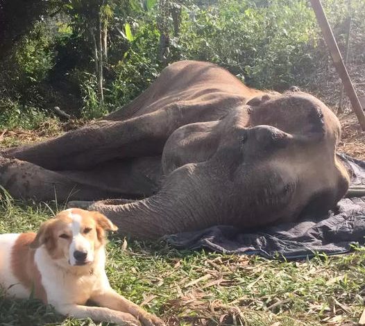 A dog stands guard next to a sick elephan at a Thai sanctuary.