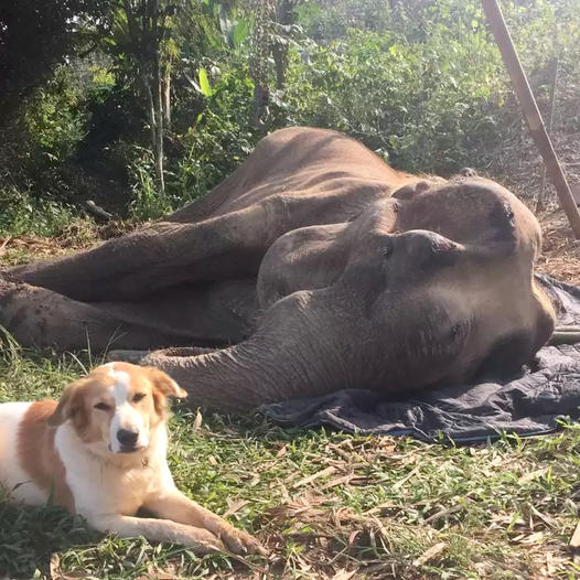 A dog stands guard next to a sick elephan at a Thai sanctuary.