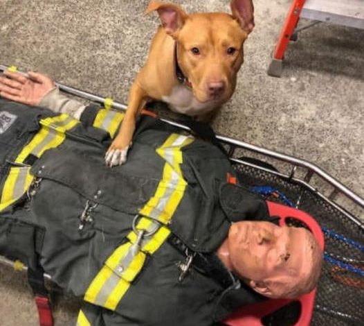 Saved from a snowstorm, a pit bull now flourishes with her firefighter rescuers.