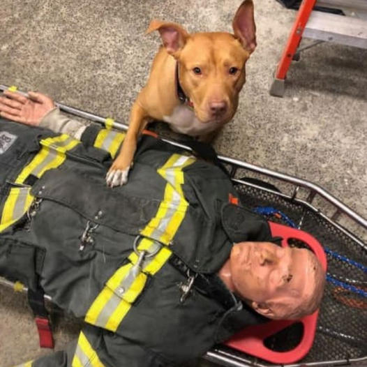 Saved from a snowstorm, a pit bull now flourishes with her firefighter rescuers.