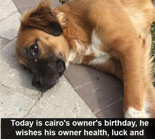 Cairo’s birthday is today, but he is not very keen and has been fasting for days, worried about his owner who is in the hospital.