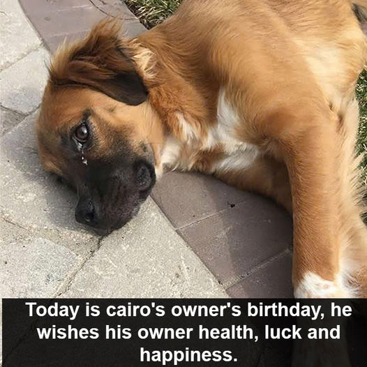 Cairo’s birthday is today, but he is not very keen and has been fasting for days, worried about his owner who is in the hospital.