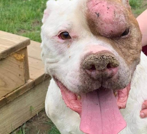 Buddy’s 7th Birthday: Honoring a Courageous Pit Bull’s Path from Suffering to True Happiness