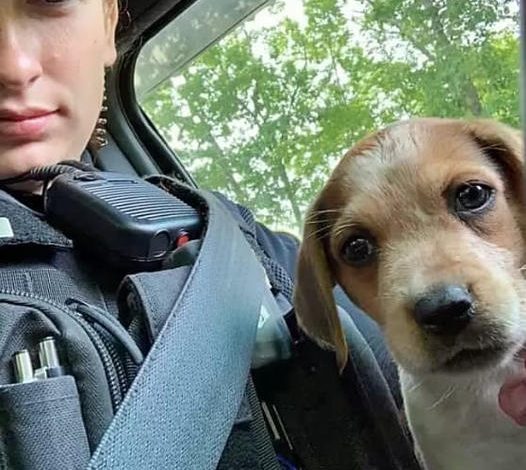 A cop rescues an abandoned, wounded puppy and decides to adopt it