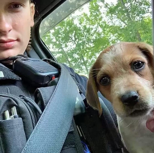 A cop rescues an abandoned, wounded puppy and decides to adopt it