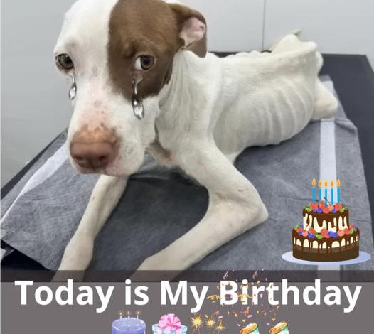 A Heartbreaking Birthday Tribute to a Dog Lying Emaciated, Dehydrated, With a Rope Around Its Neck, Neglected and Alone on the Ground