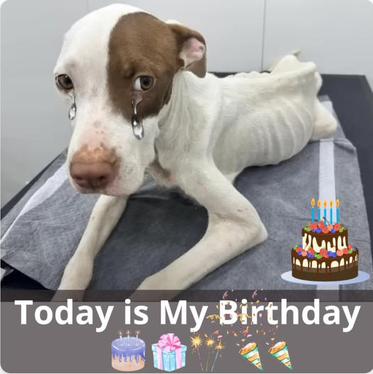 A Heartbreaking Birthday Tribute to a Dog Lying Emaciated, Dehydrated, With a Rope Around Its Neck, Neglected and Alone on the Ground