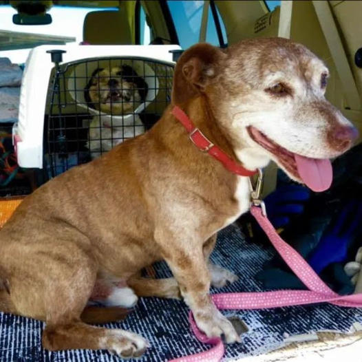 Deaf Dog Begins a ‘Fresh Life’ After 11 Years Spent on the Streets