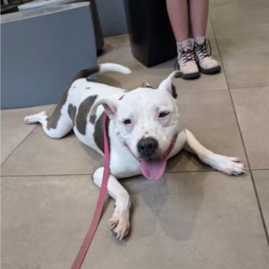 Senior Dog’s Heartwarming Smile Captures Hearts: ‘The Adopted Smile’