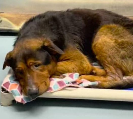 Senior shelter dog adopted moments before scheduled euthanasia