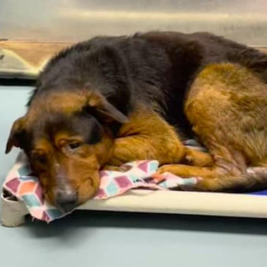 Senior shelter dog adopted moments before scheduled euthanasia