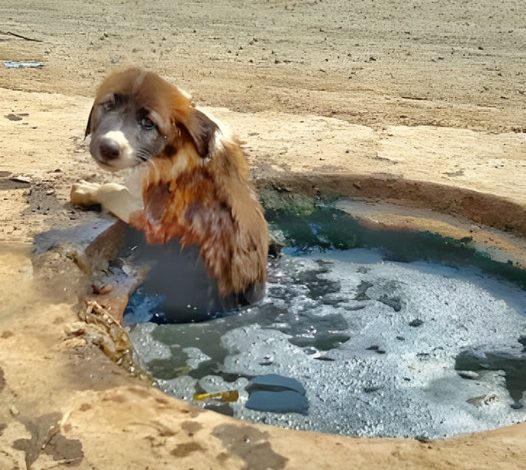 A helpless puppy stuck in a gutter cries for help, but no one comes to his rescue.