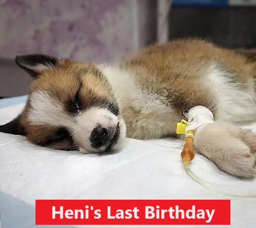 Heni’s final, second birthday. May she soon rest in peace