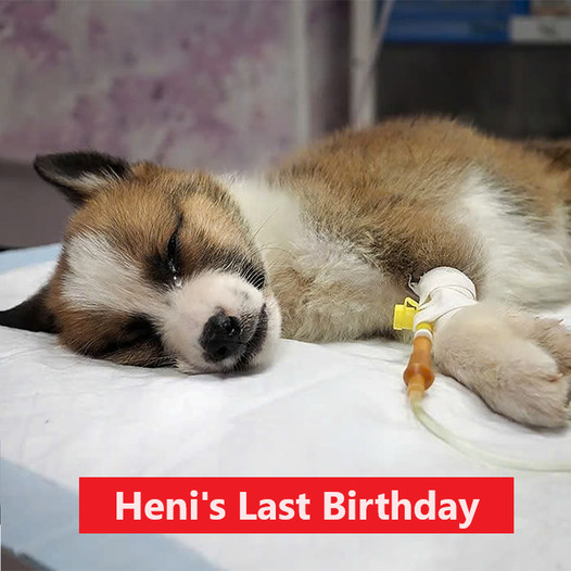 Heni’s final, second birthday. May she soon rest in peace